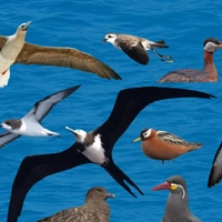 COASTAL SEABIRDS