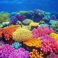 COLORFUL CORAL GARDENS