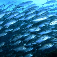 PELAGIC FISH SCHOOLS