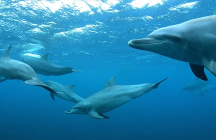 Pod social dynamics complex interactions